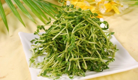 家庭种植萝卜芽苗菜
