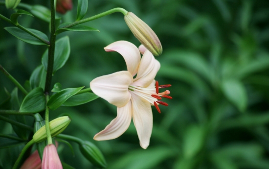 百合花夏天怎么养