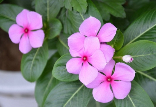 长春花夏天怎么养