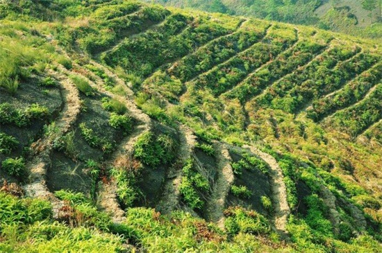 油茶树苗多少钱一棵，价格在2元～30元之间