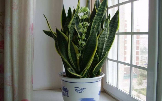 虎尾兰