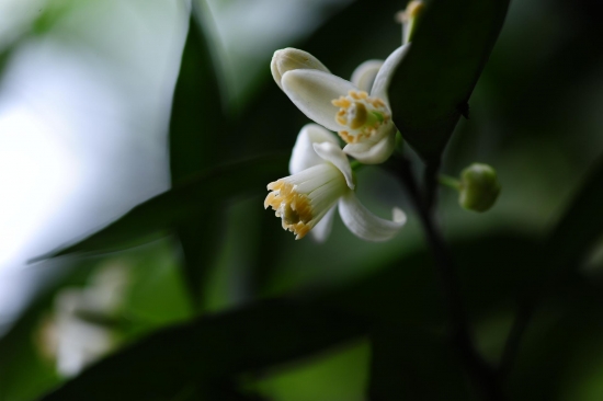 柚子花