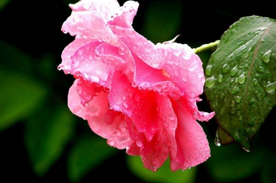 黑斑病的传播路径——雨水