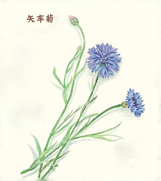 矢车菊怎么读