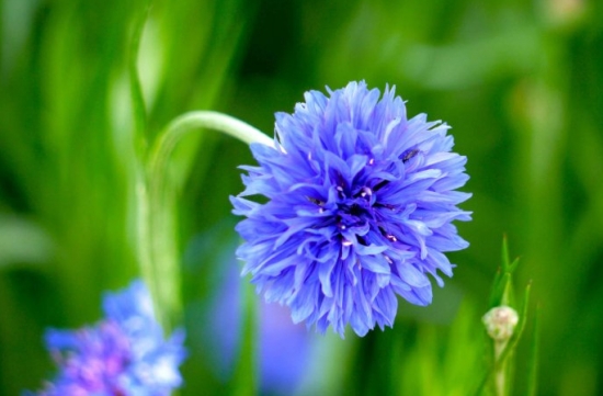 矢车菊花