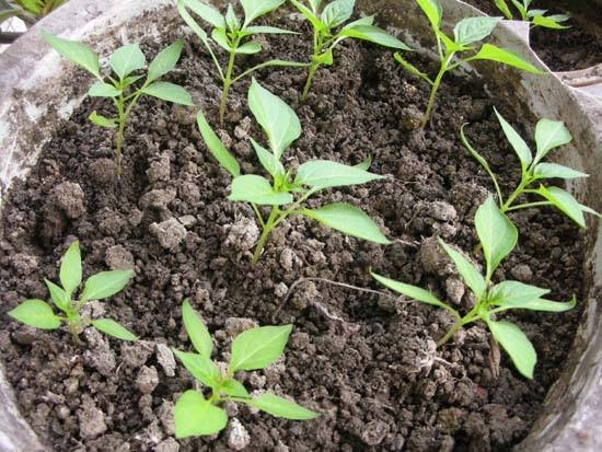 七彩椒种植技术