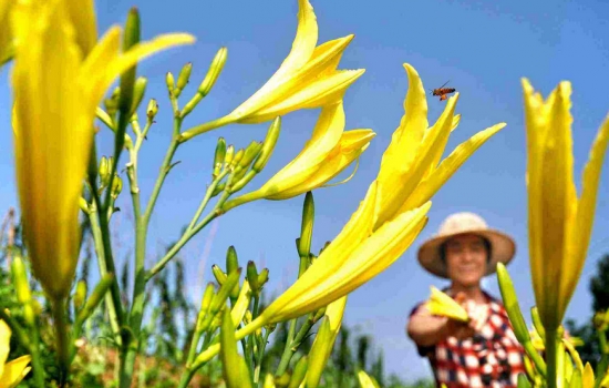 黄花菜