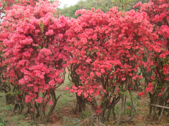 花的品种和分类