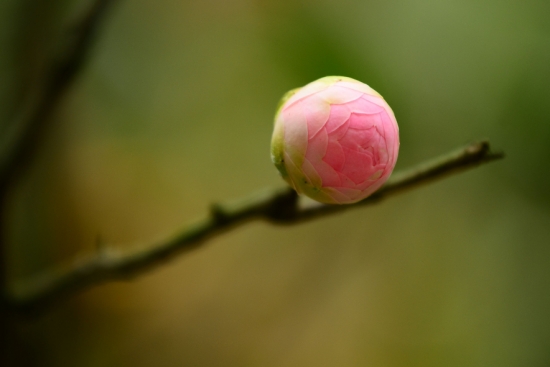 茶花花蕾