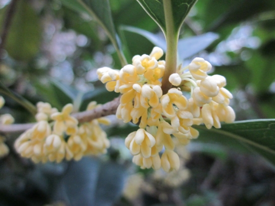 桂花
