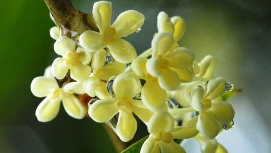 桂花