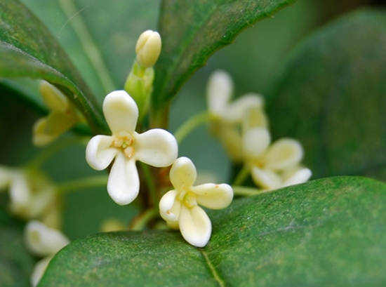 桂花
