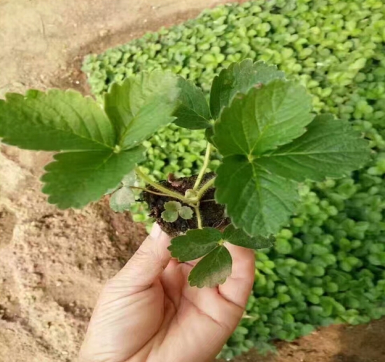 草莓种子发芽