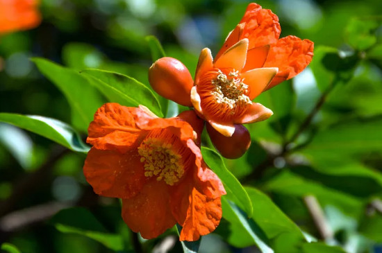 石榴花在什么季节开放,它的花蕊是什么的