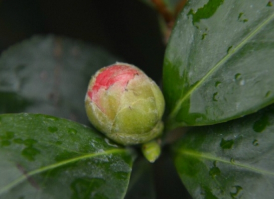 茶花开花技巧