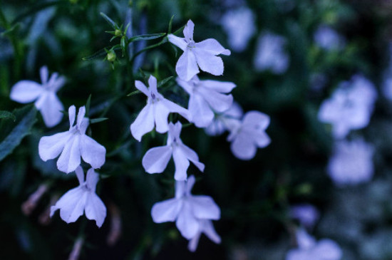 翠蝶花花语和寓意是什么