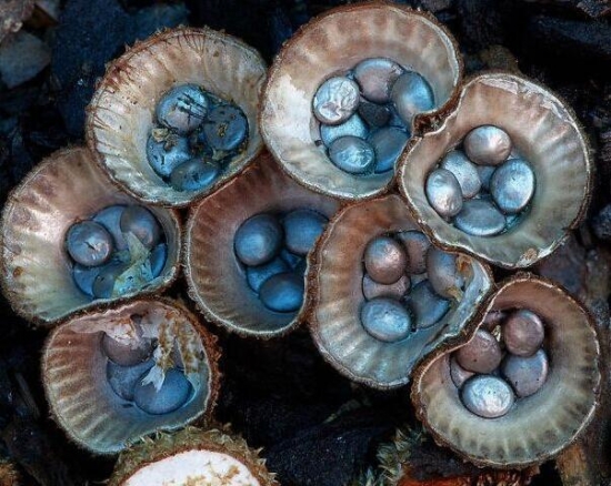 隆纹黑蛋巢菌