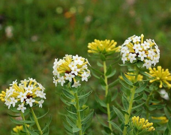 狼毒花