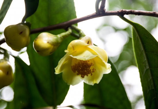 植物界“大熊猫”——金花茶