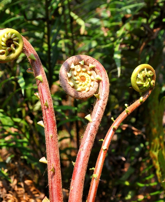 蕨菜