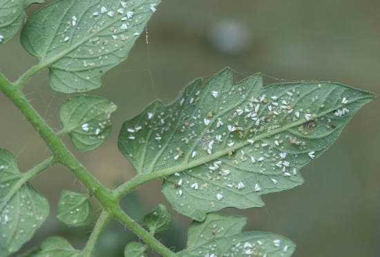 白粉虱