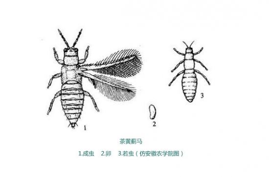 蓟马