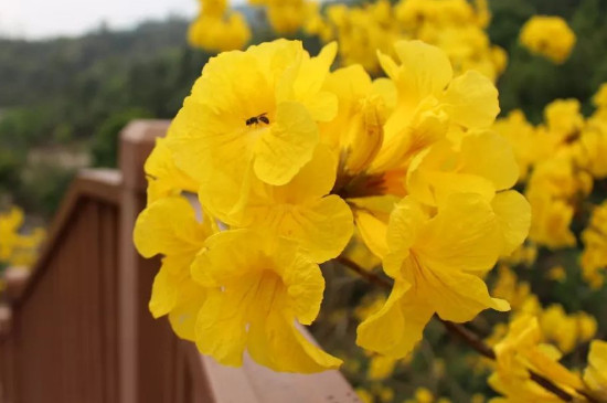 赞美黄花风铃木的花语