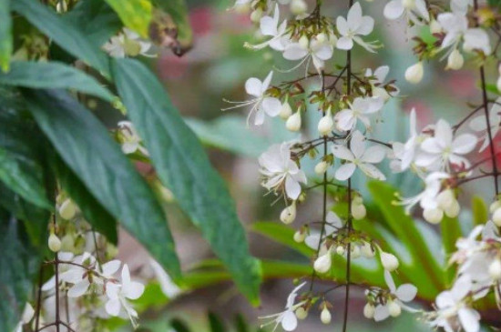 垂丝茉莉的花语