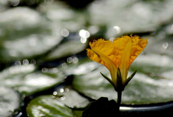 荇菜怎样种植