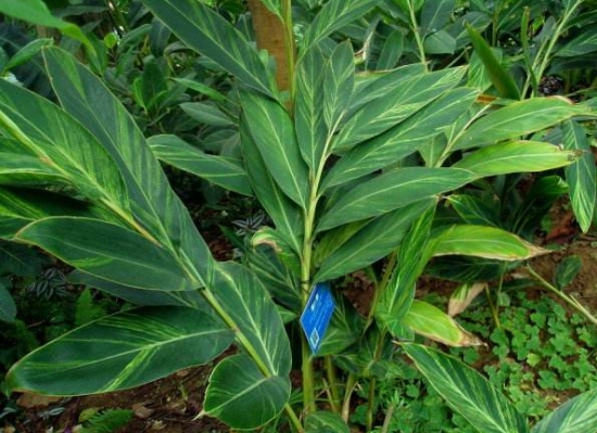 花叶艳山姜病虫害防治