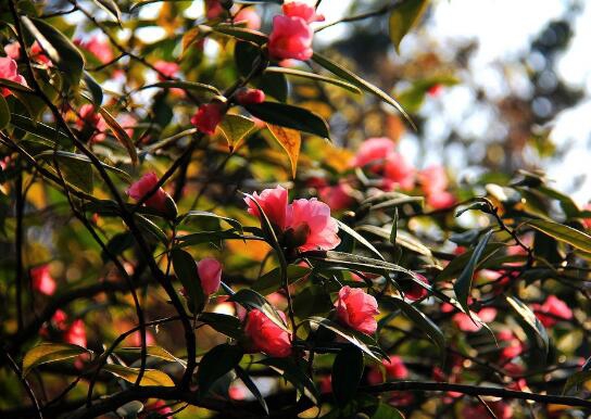 茶花能养在室内吗，放对了地方还能带来大富大贵