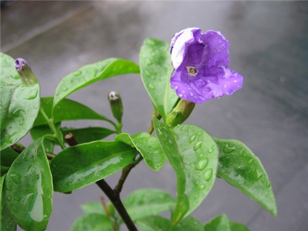 双色茉莉什么时候换盆，花期开始时换盆最合适