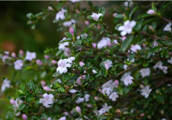 六月雪什么时候开花，6月开得最旺盛/花期5—7月