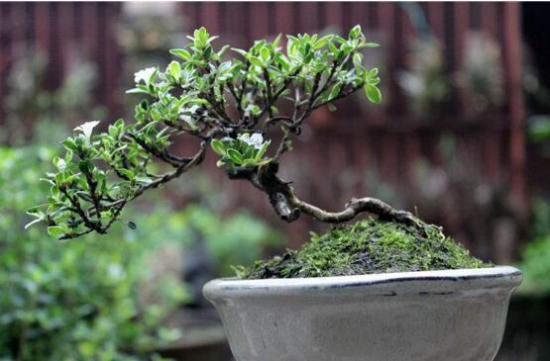 六月雪什么时候开花，6月开得最旺盛/花期5—7月