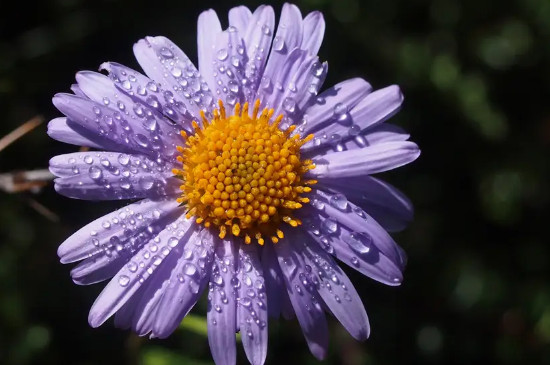 紫色菊花代表什么意思