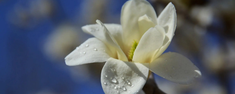 白兰花的特点