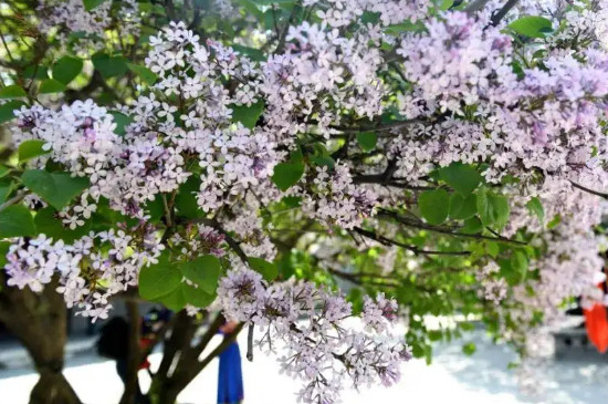 常见100种花卉木本植物