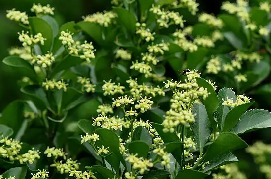 常见100种花卉木本植物