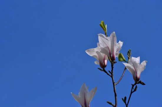 白兰花几月份开花