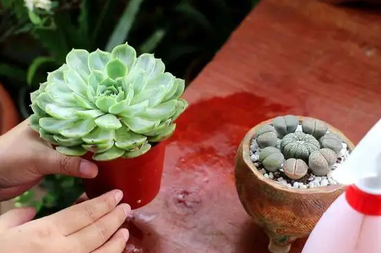 多肉植物冬天多久浇一次水