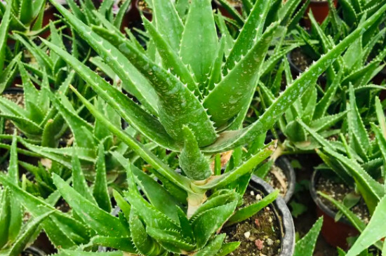 多肉植物的资料及详细介绍