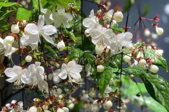 垂丝茉莉掉花苞