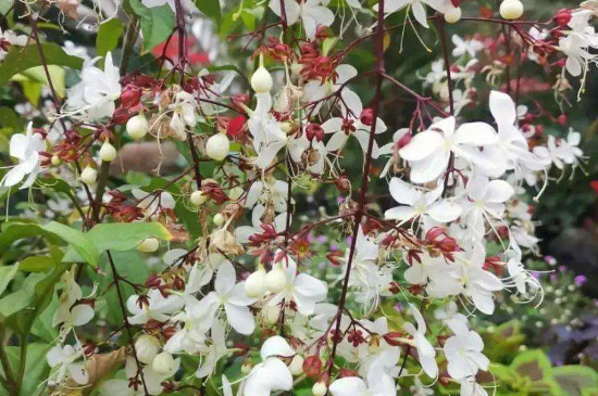 垂丝茉莉掉花苞