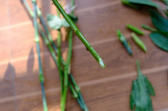 腊梅醒花的正确方法和技巧