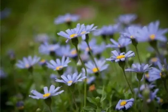小雏菊花语是什么