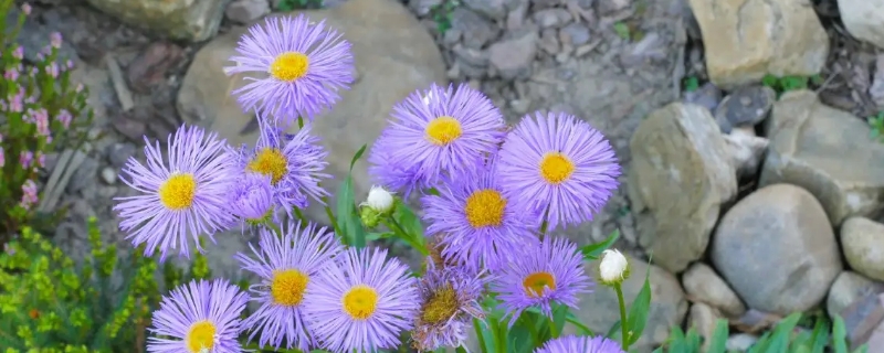 小雏菊花语是什么