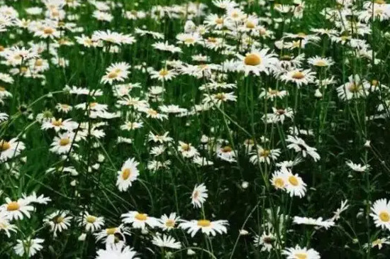 小雏菊花语是什么