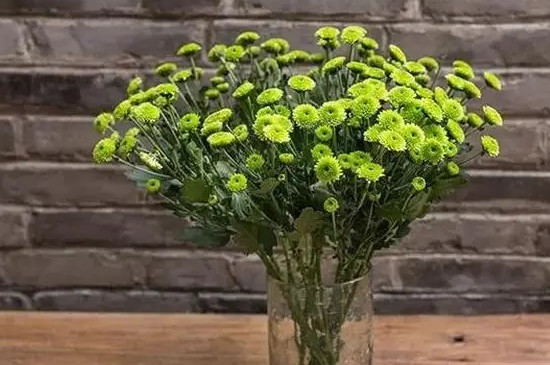 小雏菊花语是什么