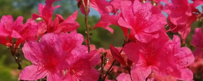 映山红一年开几次花?