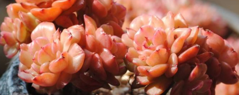 春天养多肉植物有三大忌